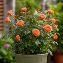 3Ltr Orange Patio Rose Plant, Hardy Bush, Nursery Pots