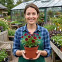 Potentilla Miss Wilmott Shrub Plants (Set of 3 or 6)