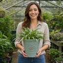 3 Litre Hosta Silly Strings Plants in Nursery Pots