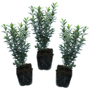 Euonymus Microphyllus Albovariegatus Plants (Set of 3 or 6)
