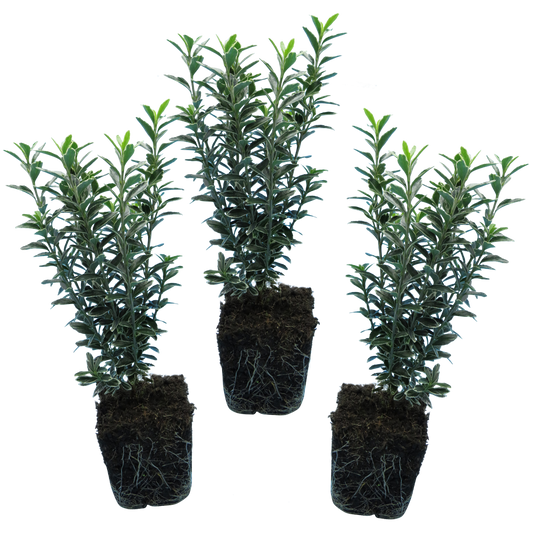 Euonymus 'Microphyllus Albovariegatus' – Variegated Evergreen Shrub (Set of 3 or 6)