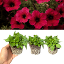 Petunia Surfinia Deep Red Plants (Set of 3 or 6)