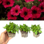 Set of 3 or 6 Large Plants - Petunia Surfinia Deep Red, Outdoor Garden Ready