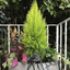 Set of 3 or 6 Large Plants - Cupressus Wilma, Ready to Plant in Your Garden, Peat-Free