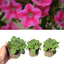 Set of 3 or 6 Large Plants - Petunia Dekko Rose Star, Outdoor Garden Ready