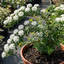 1 Spiraea Snowmound Plant, Outdoor White Flowering Hardy Compact Shrub, Bee Friendly, 2 Litre Root-Ball