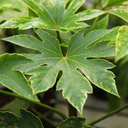 Fatsia Spiders Web Plant
