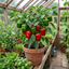 Set of 3 or 6 Large Sweet Pepper Plants - Thor Variety, Ready to Plant in Your Garden