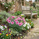 Fragrant Dianthus Plants (Set of 3 or 6)