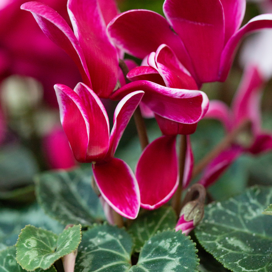 Close-up of Cyclamen 'Flame Deep Rose', deep rose petals with white edges above silver-marbled leaves