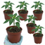 Set of 3 or 6 Large Chilli Pepper Plants - Jalapeno Variety, Ready to Plant in Your Garden