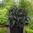 Zimbabwe Black Chilli Pepper Plants