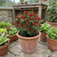 Set of 3 or 6 Large Chilli Pepper Plants - Thai Dragon, Ready to Plant in Your Garden