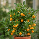 Calamondin Orange Tree 5Ltr, Indoor Citrus Tree, Pots