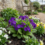 Set of 3 or 6 Primula Little Queen Violet Hardy Perennial Plants, Bee Friendly Spring Flowering, Outdoor Garden Ready, 1 Litre Root-Ball