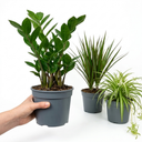 Spider Plants