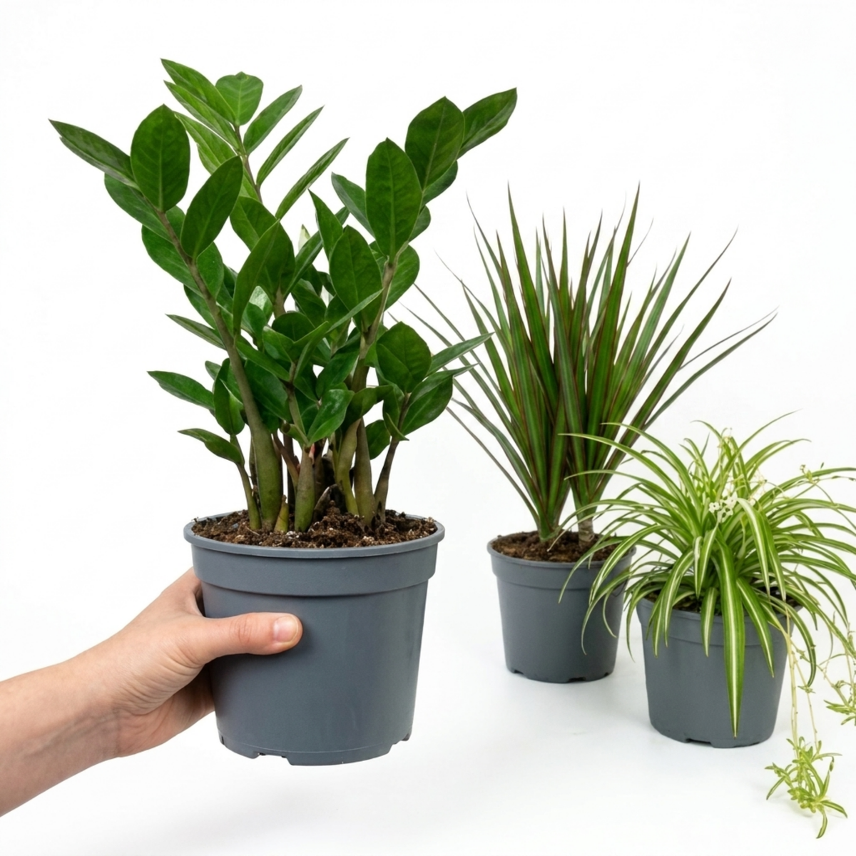 Spider Plant, ZZ Plant & Dracaena marginata – Easy Care Houseplant Collection (Set of 3)