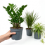3 Easy Care Houseplants Collection - Spider Plant, ZZ Plant & Dracaena Marginata, 1 Litre Root Ball