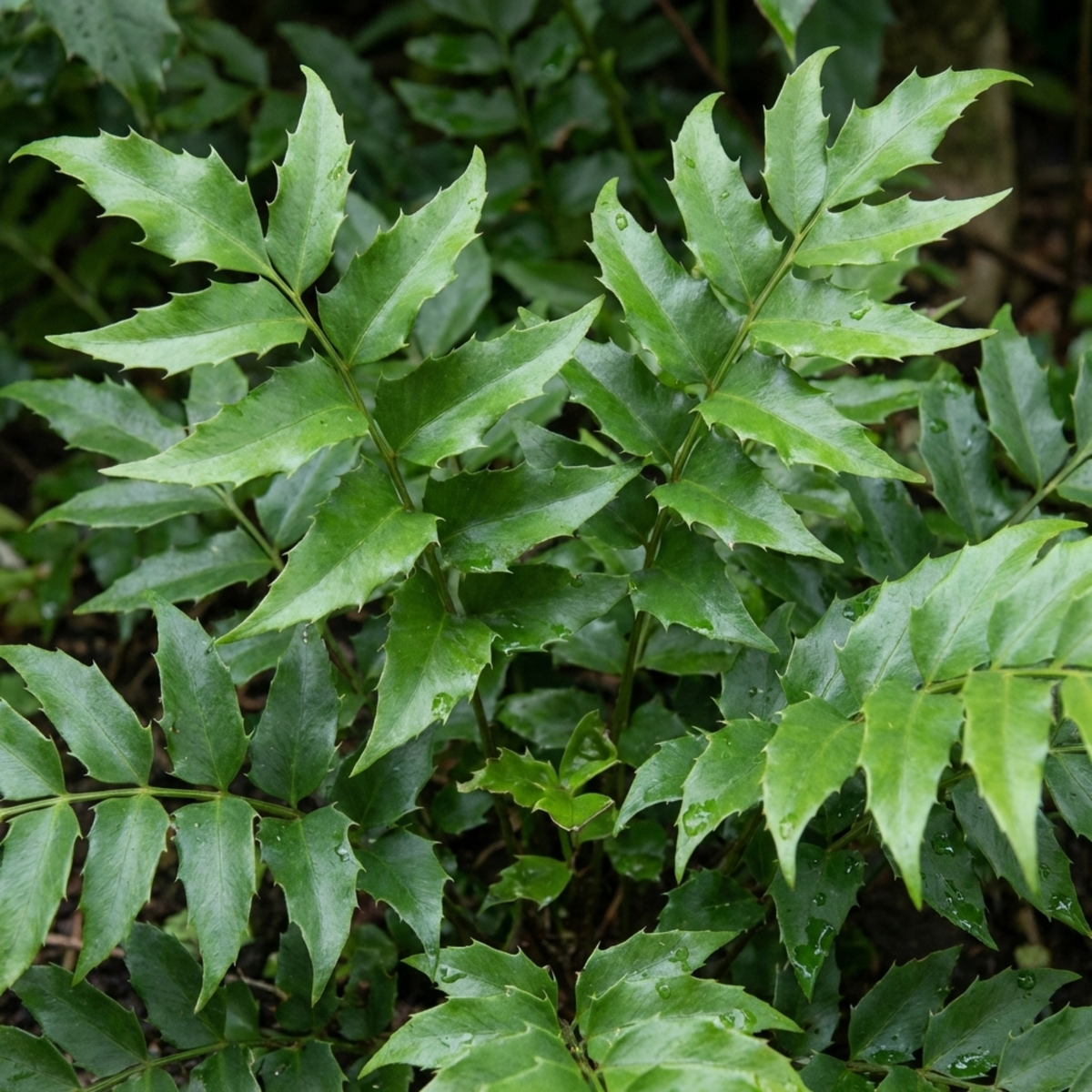 Arching fronds of glossy dark green holly fern with toothed, holly-like leaflets