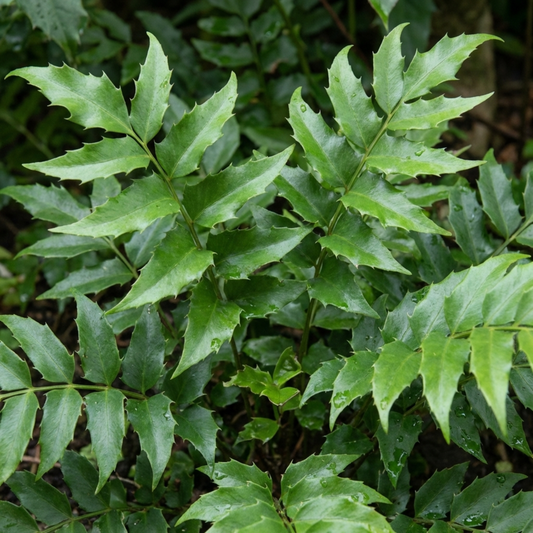 Cyrtomium fortunei (Fortune's Holly Fern) – Evergreen Fern (Set of 3 or 6)