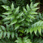Set of 3 or 6 Cyrtomium Fortunei Holly Fern Plants, Hardy Evergreen Shade Loving Perennial Ferns, Outdoor Garden Ready, 1 Litre / 11cm Root-Ball