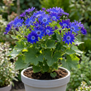 Senetti Deep Blue Pericallis Plants