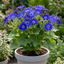 1 Senetti Deep Blue Pericallis Flowering Plant, Spring & Summer Garden Ready, 6.5 Litre Root-Ball