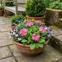 Primrose Strawberry Plants (Set of 3 or 6)