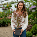 3 Litre Red Acer Tree, Japanese Maple Plant, Nursery Pots