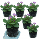 Primrose Queen Lilac Picotee Plants (Set of 3 or 6)