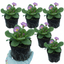 Set of 3 or 6 Primrose Queen Lilac Picotee Plants, Hardy Perennial, Spring & Autumn Flowering, Outdoor Garden Ready, 1 Litre Root-Ball