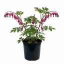 Dicentra Spectabilis Bleeding Heart Plants