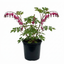 1 Dicentra Spectabilis Bleeding Heart Plant, Hardy Shade Loving Perennial, Garden Ready, 17cm Root-Ball