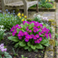 Set of 3 or 6 Primrose ‘Queen Neon Violet’ Hardy Perennial Plants, Bee Friendly Spring Flowering, Outdoor Garden Ready, 1 Litre Root-Ball