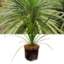 Cordyline Peko Plant (3L Pot)