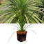 Cordyline Peko