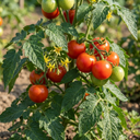 Tomato Shirley Variety Plants (Set of 3 or 6)