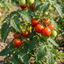 Set of 3 or 6 Large Plants - Tomato Shirley Variety, Ready to Plant in Your Garden
