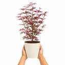 3 Litre Red Acer Tree, Japanese Maple Plant, Nursery Pots