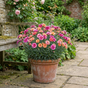 Dianthus Tequila Sunrise Plants