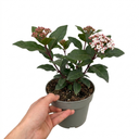 Viburnum Eve Price Plants