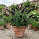 Buddleia Black Knight Plants