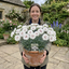 1 Dianthus Coconut Sundae Cottage Pinks Plant, Summer Flowering Perennial, 2Ltr Root Ball