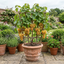 1 Grape Vitis Sulima White Vine Plant, Self Pollinating Hardy Outdoor Garden Ready, 3 Litre Root-Ball