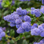 1 Large Plant - Ceanothus Repens, Ready to Plant in Your Garden, 2L Pot