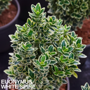 Euonymus White Spire Plant (2L Pot)