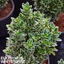 Euonymus White Spire