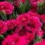 Set of 3 Large Plants - Dianthus Oscar Purple Wings, Outdoor Garden Ready