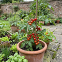 Tomato Crokini Variety Plants (Set of 3 or 6)
