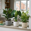 Rubber Plants